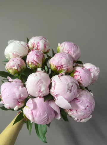 Пионы сортовые нежно-розовые от интернет-магазина цветов в 